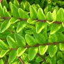 Lonicera nitida 'Maigrün'